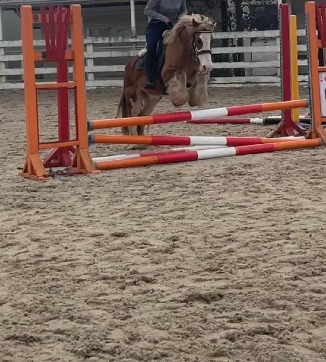 4yr old 13'1hh cob gelding - Image 3