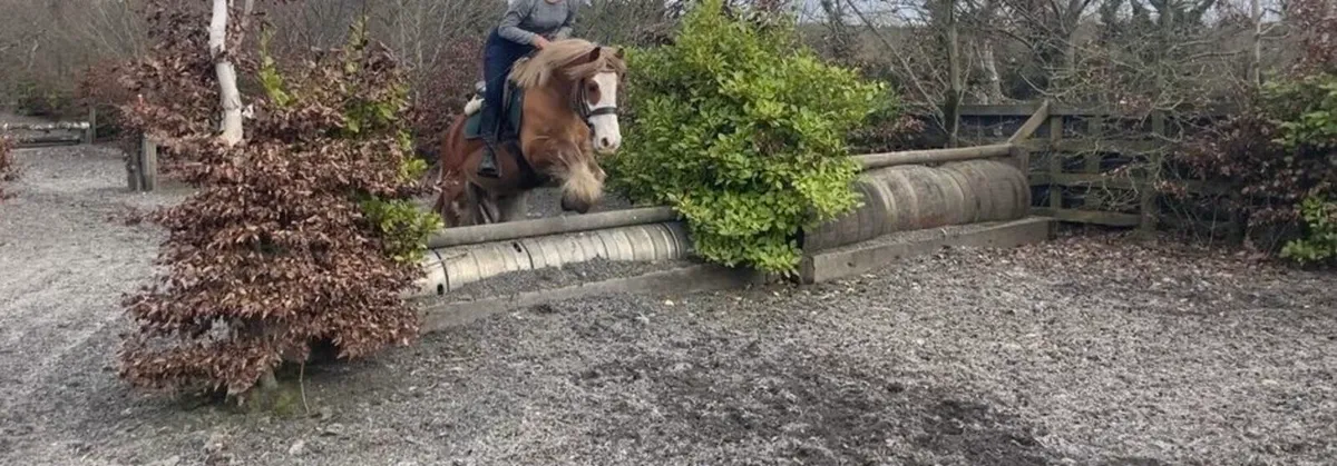 4yr old 13'1hh cob gelding - Image 4