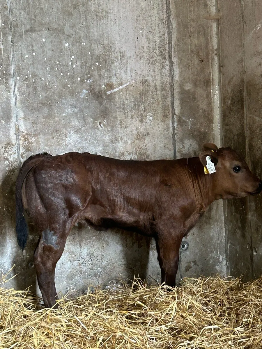 Show Calf - Image 2