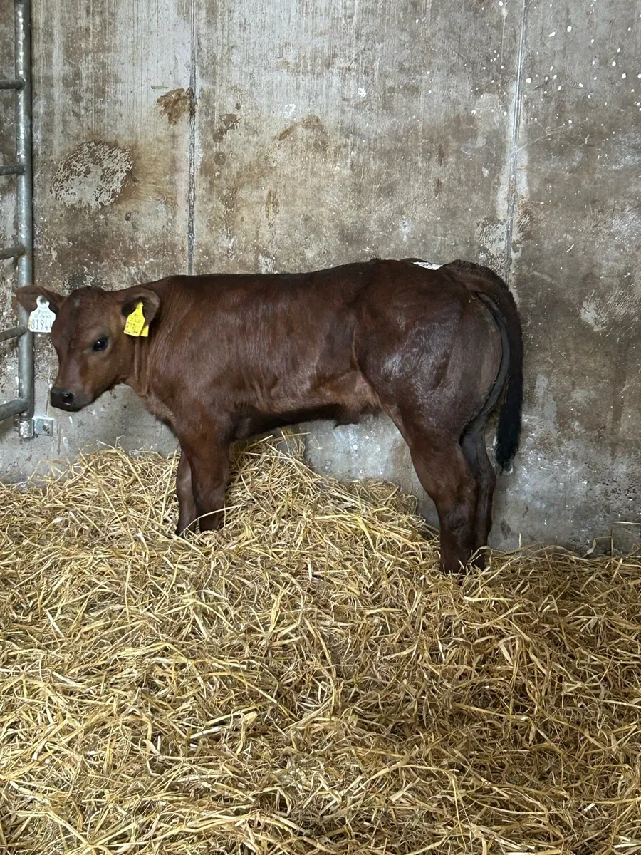 Show Calf - Image 1