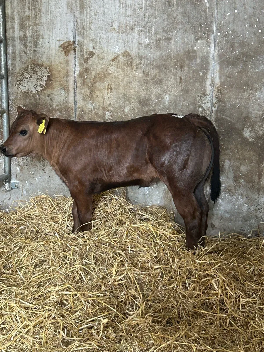 Show Calf - Image 3