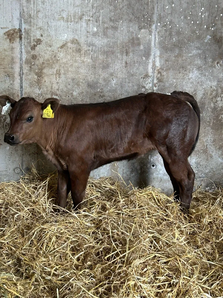 Show Calf - Image 4