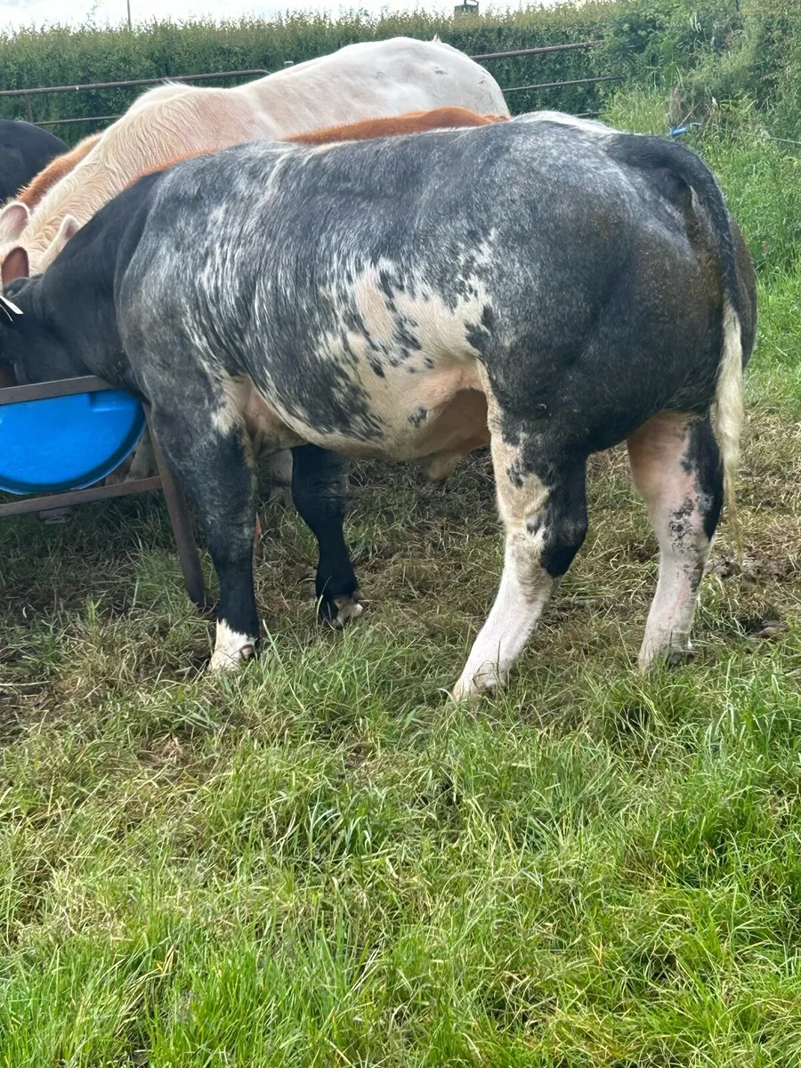 Bull - Image 1