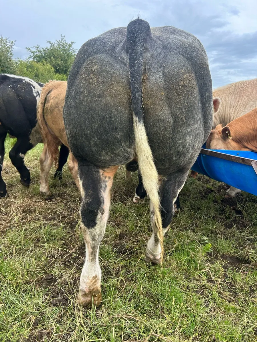 Bull - Image 2