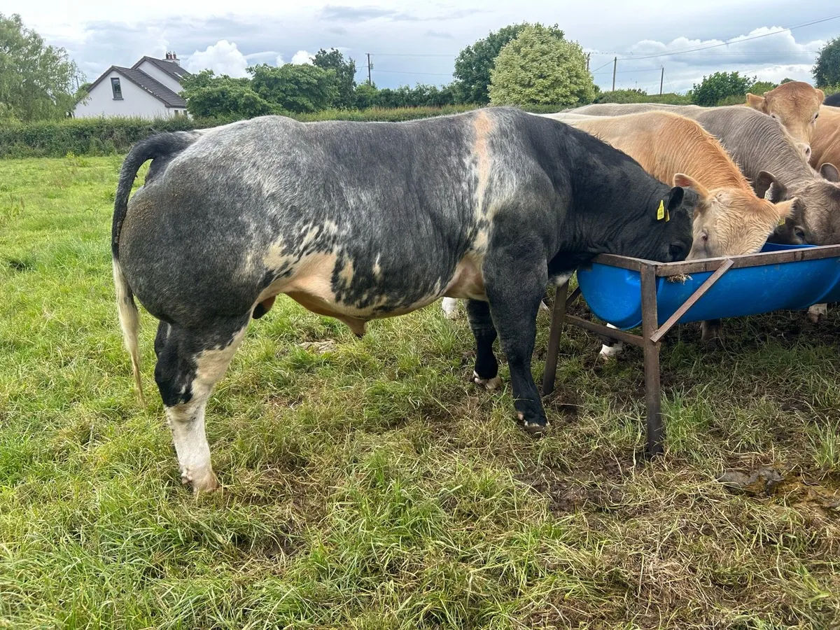 Bull - Image 3