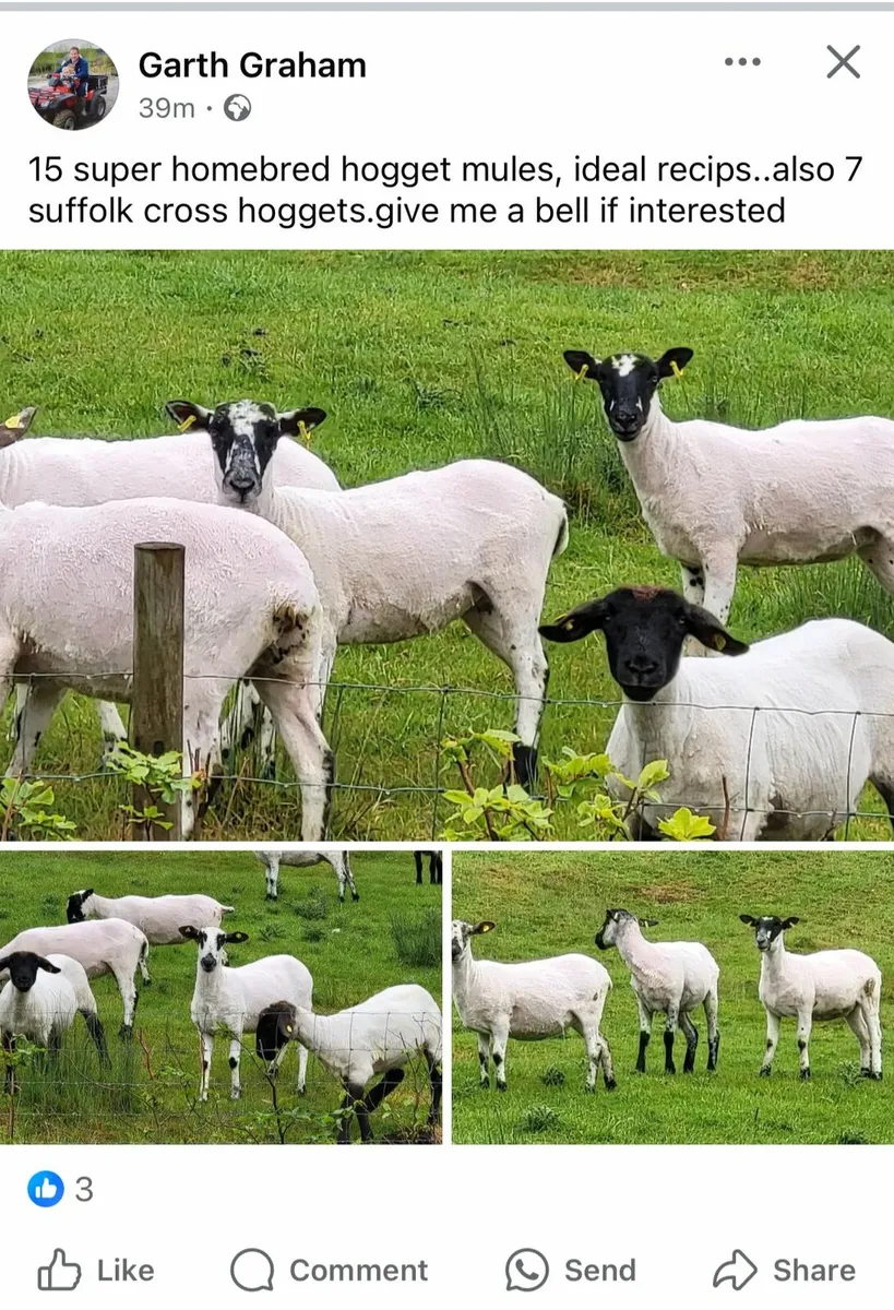 SMASHING MULE HOGGETS - Image 1