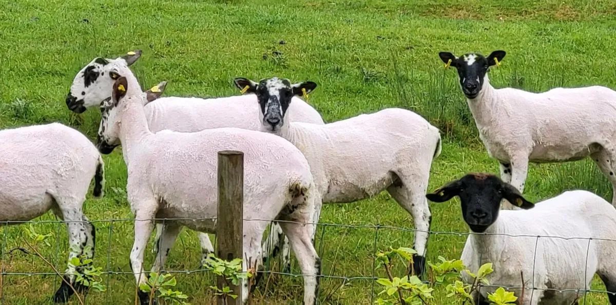 SMASHING MULE HOGGETS - Image 2