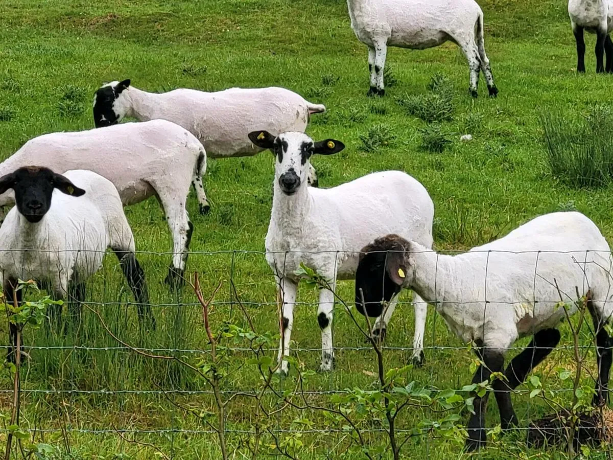 SMASHING MULE HOGGETS - Image 3