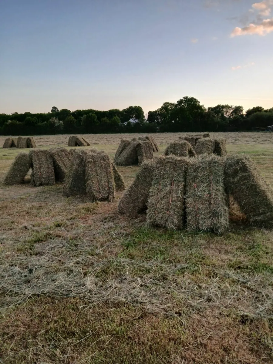 May hay - Image 1
