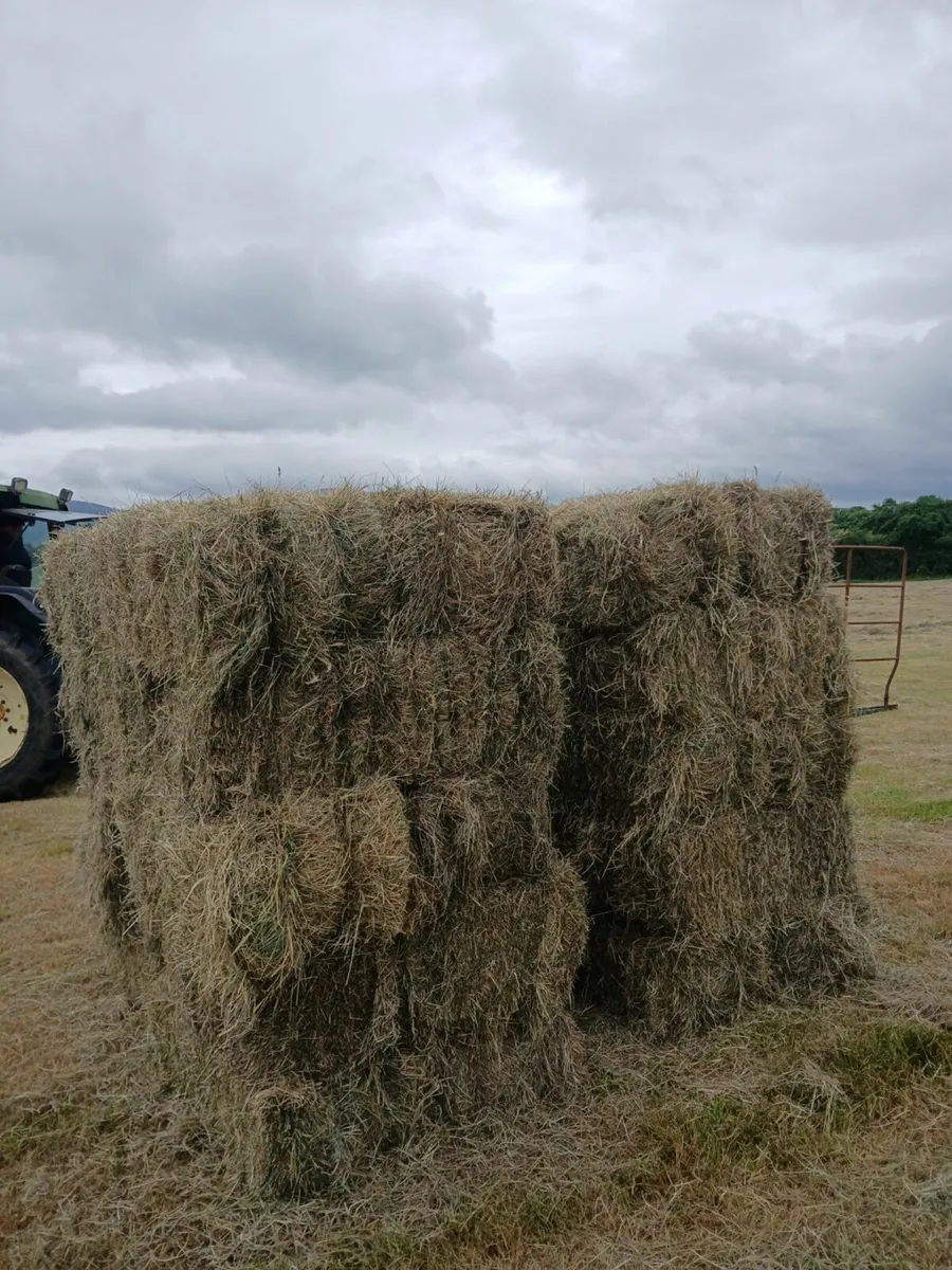 May hay - Image 2