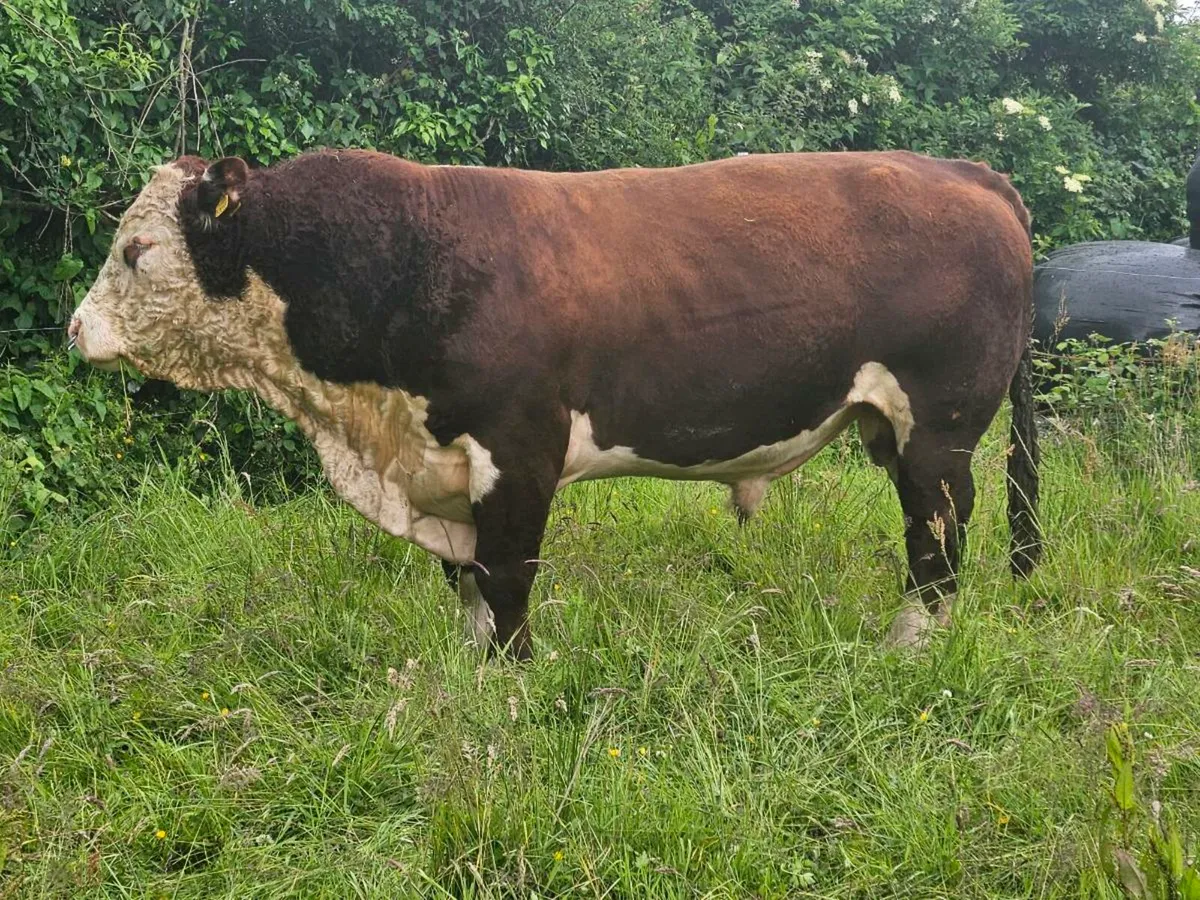 Hereford bull - Image 1