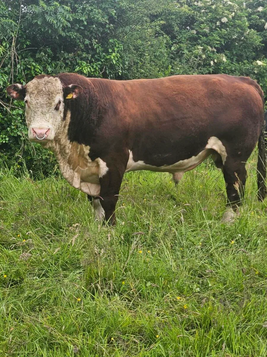 Hereford bull - Image 2