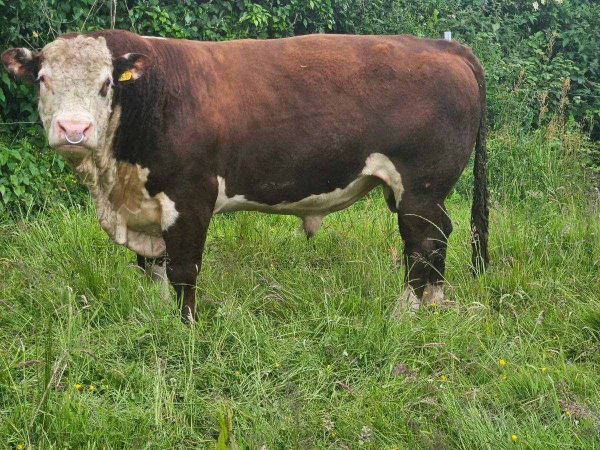 Hereford bull - Image 3