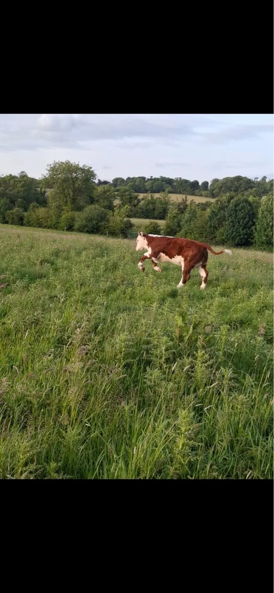Hereford Cow and Calf for sale - Image 1