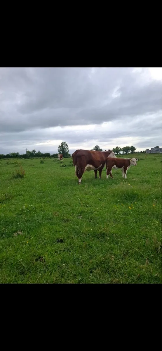 Hereford Cow and Calf for sale - Image 2