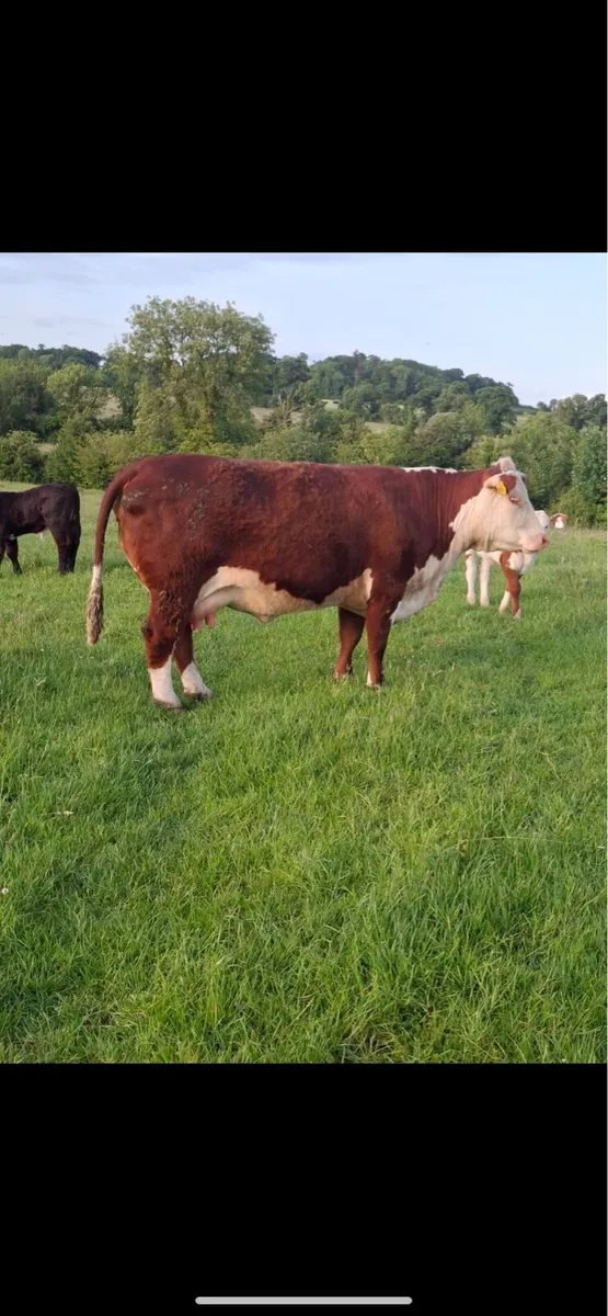 Hereford Cow and Calf for sale - Image 4
