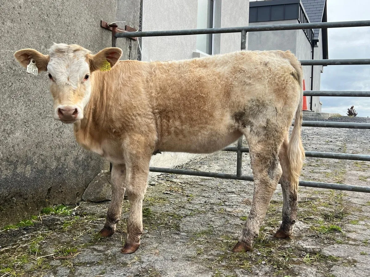 Charolais Heifer For Sale
