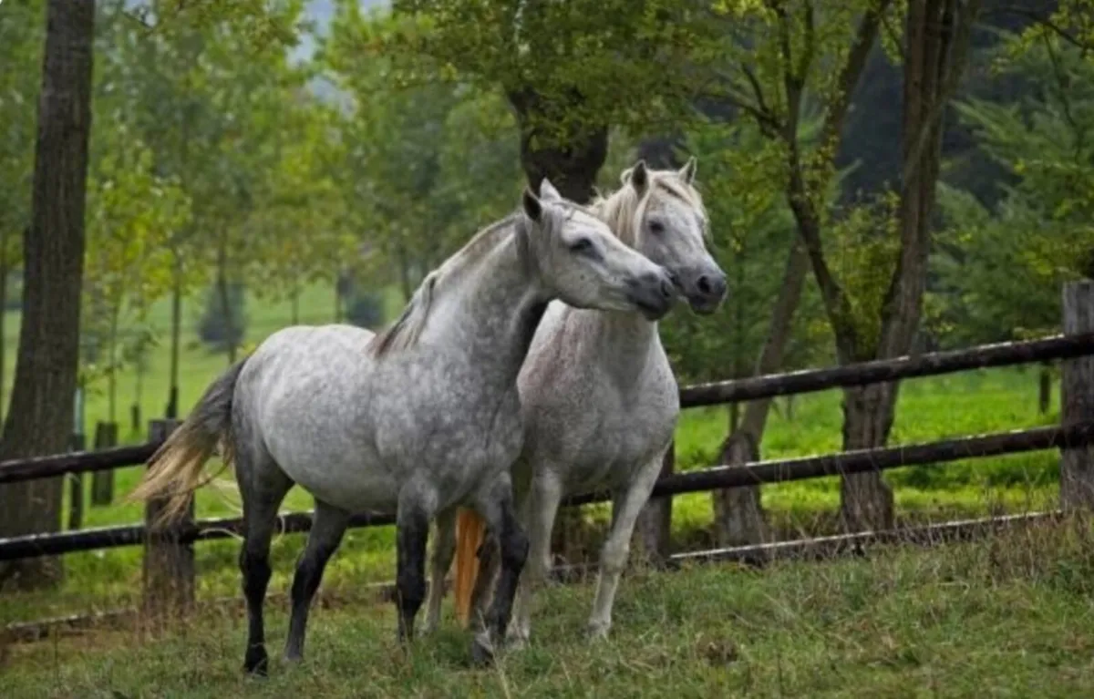 Grazing wanted for Connemara Ponys