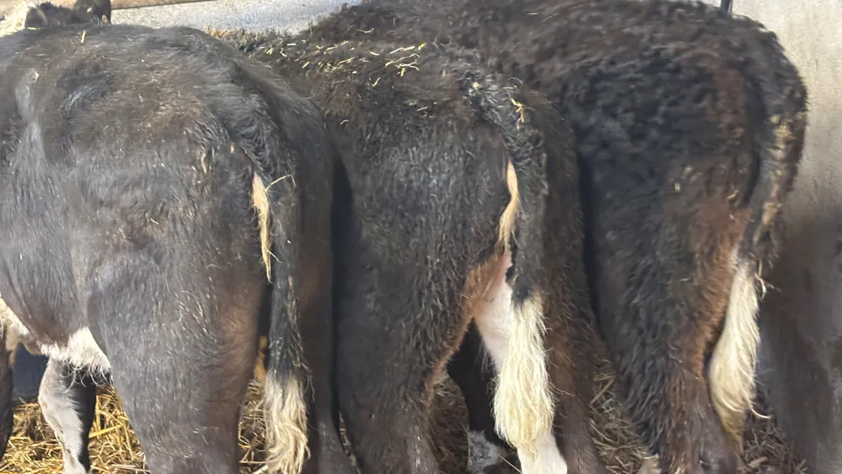 3 Hereford Heifer Runners - Image 3