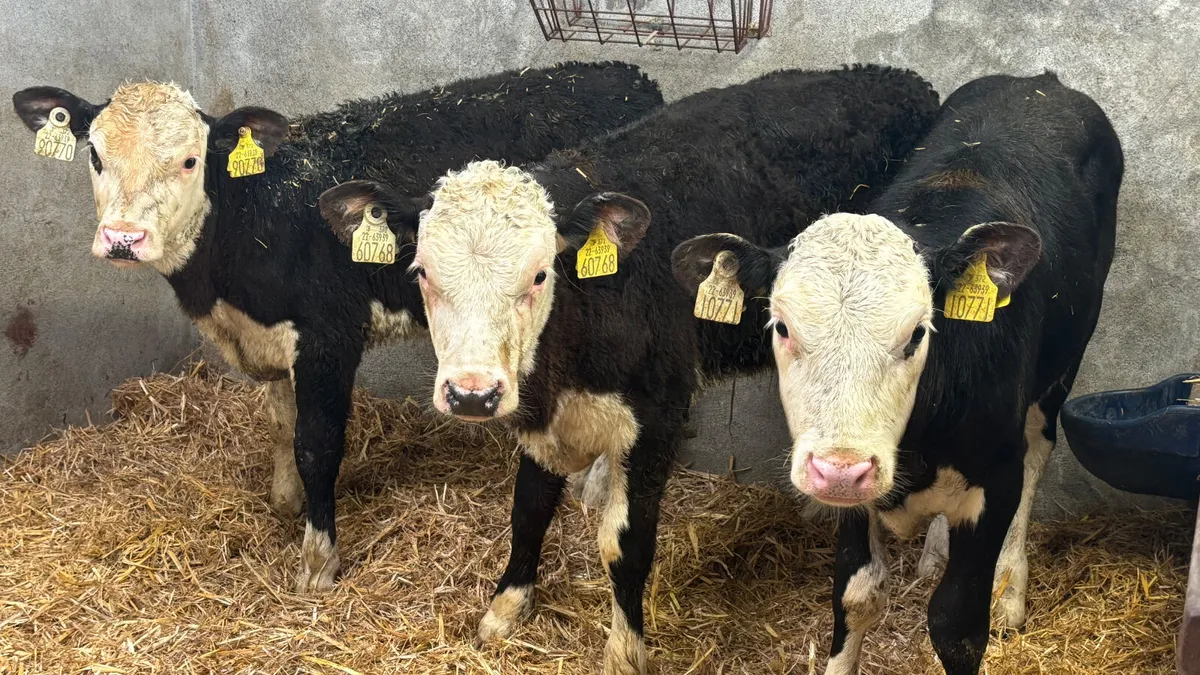 3 Hereford Heifer Runners - Image 1