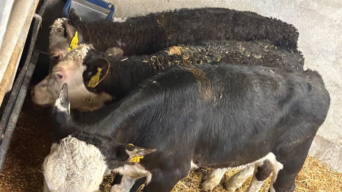 3 Hereford Heifer Runners - Image 2