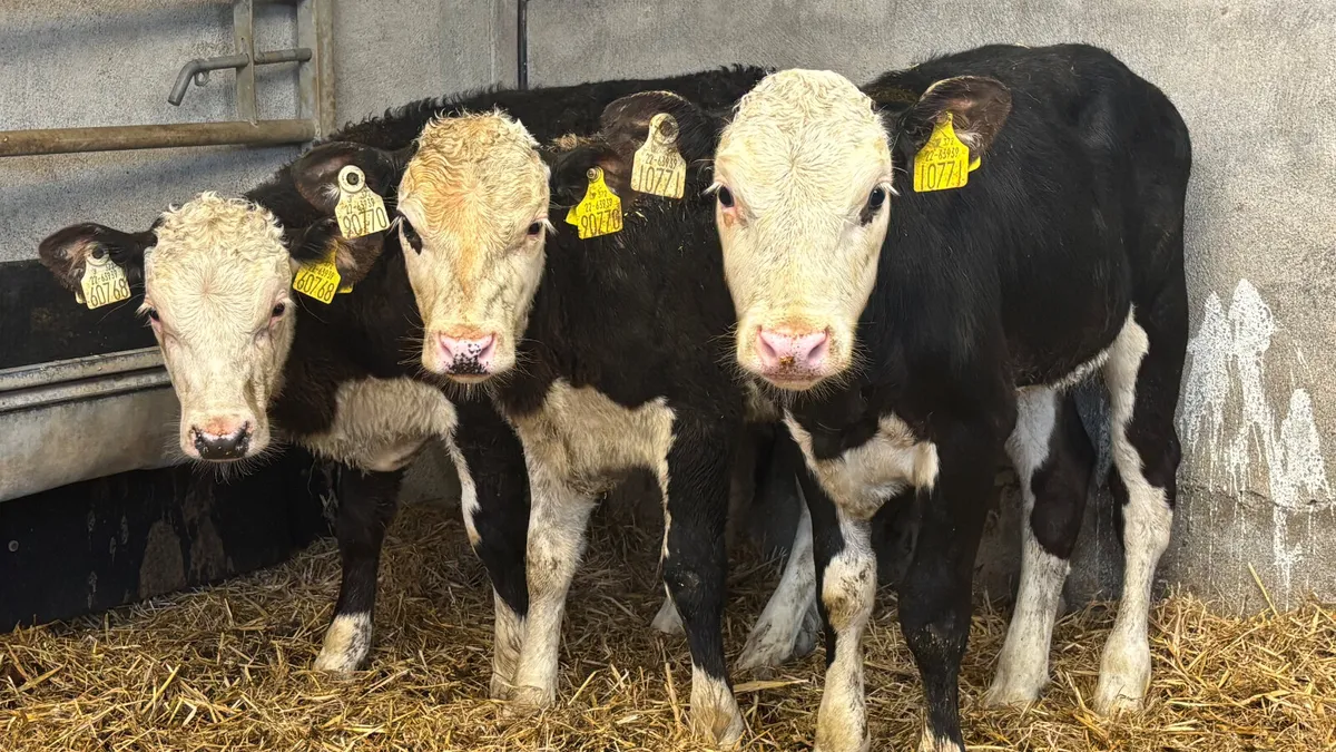3 Hereford Heifer Runners - Image 4