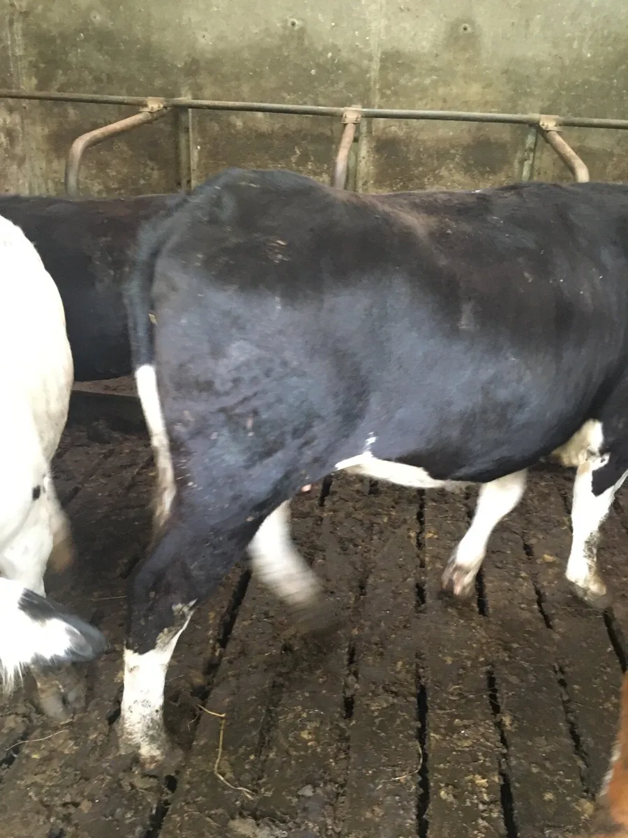 3 Heifers - Image 3