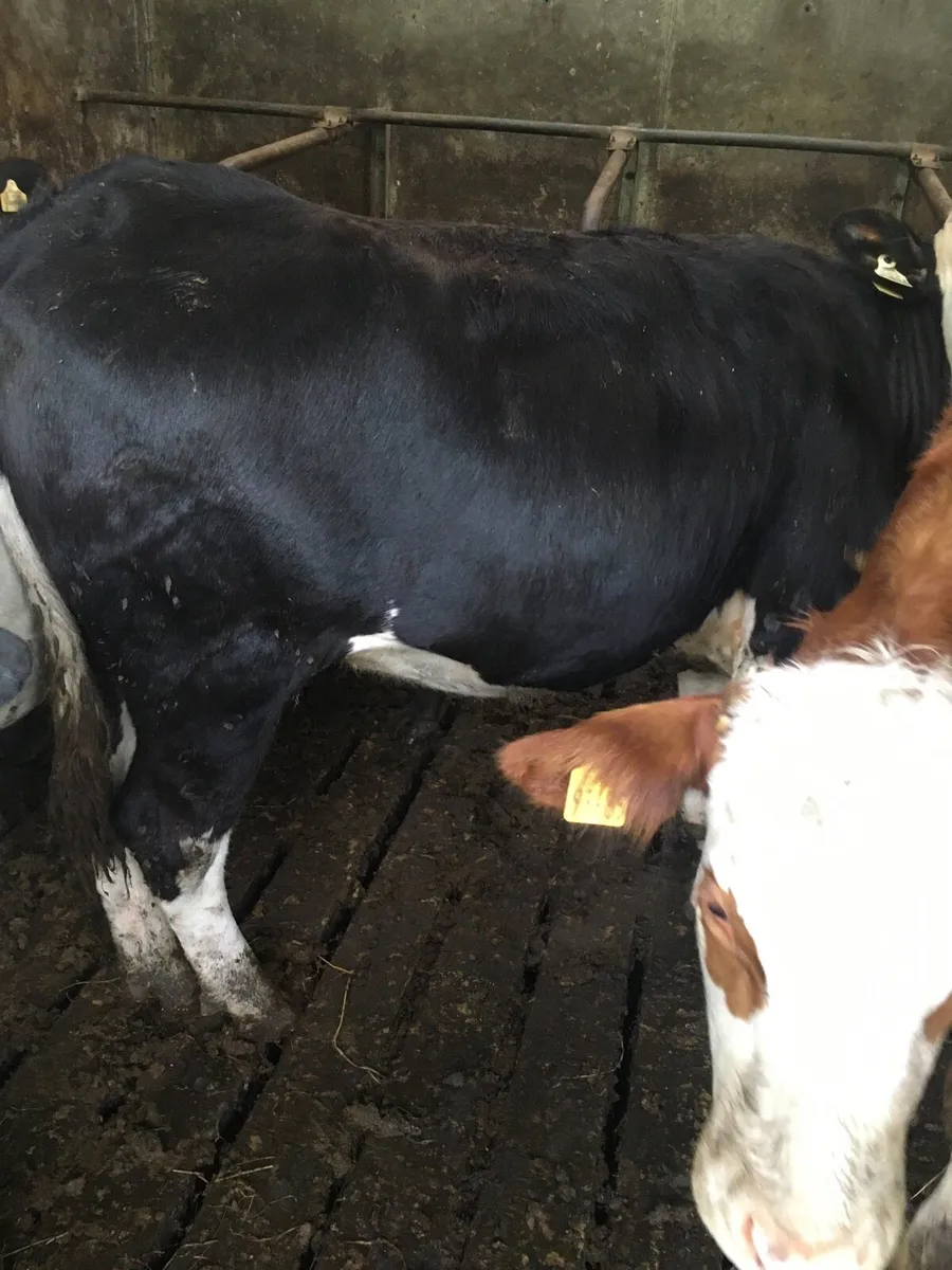 3 Heifers - Image 2