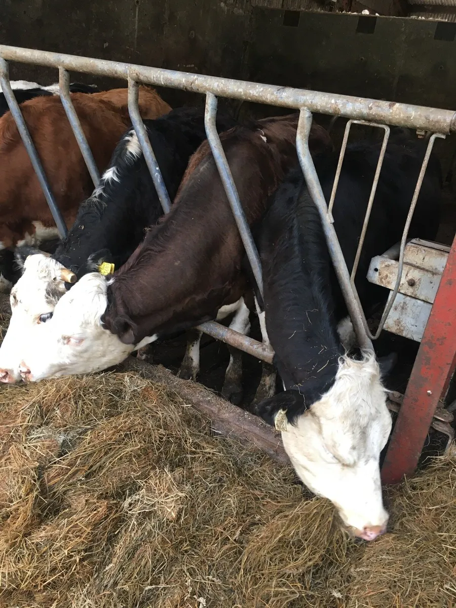 3 Heifers - Image 4