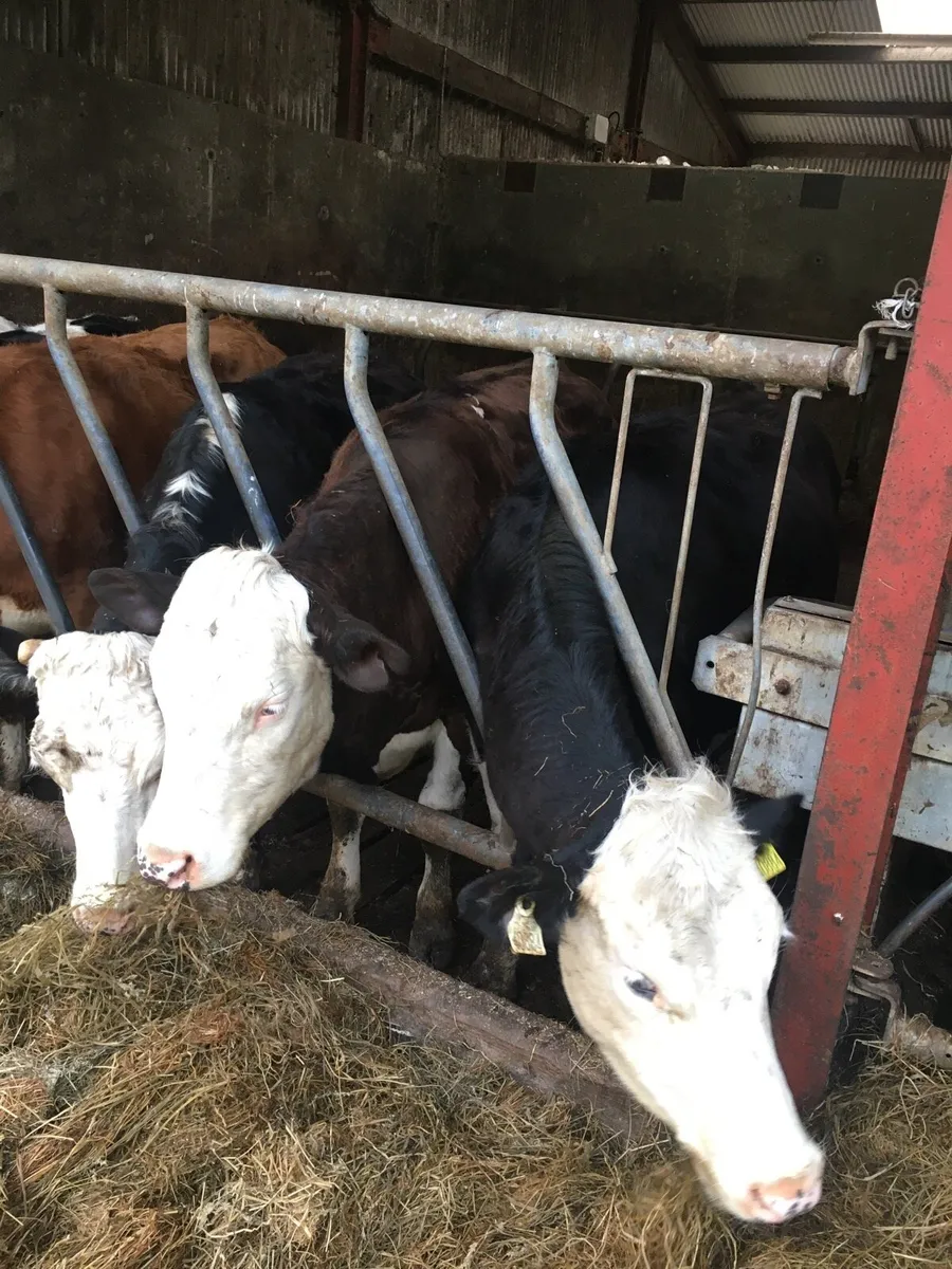 3 Heifers - Image 1