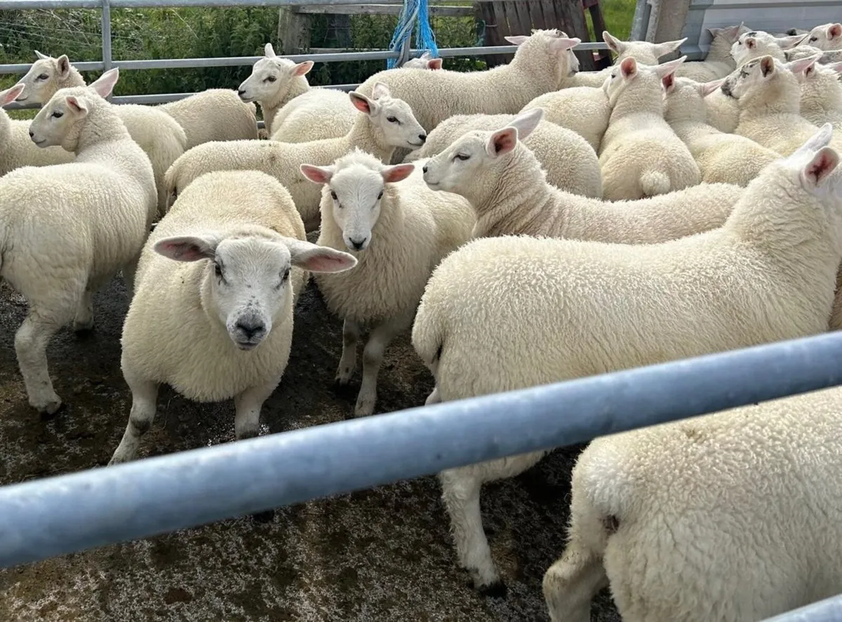 60 lambs for sale - Image 2
