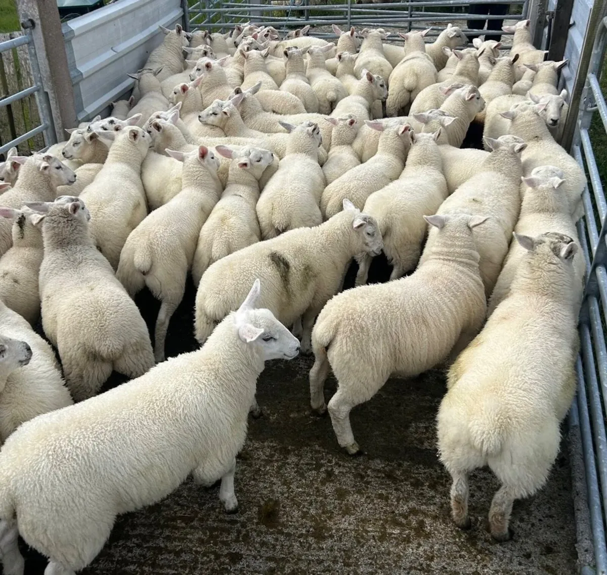 60 lambs for sale - Image 1