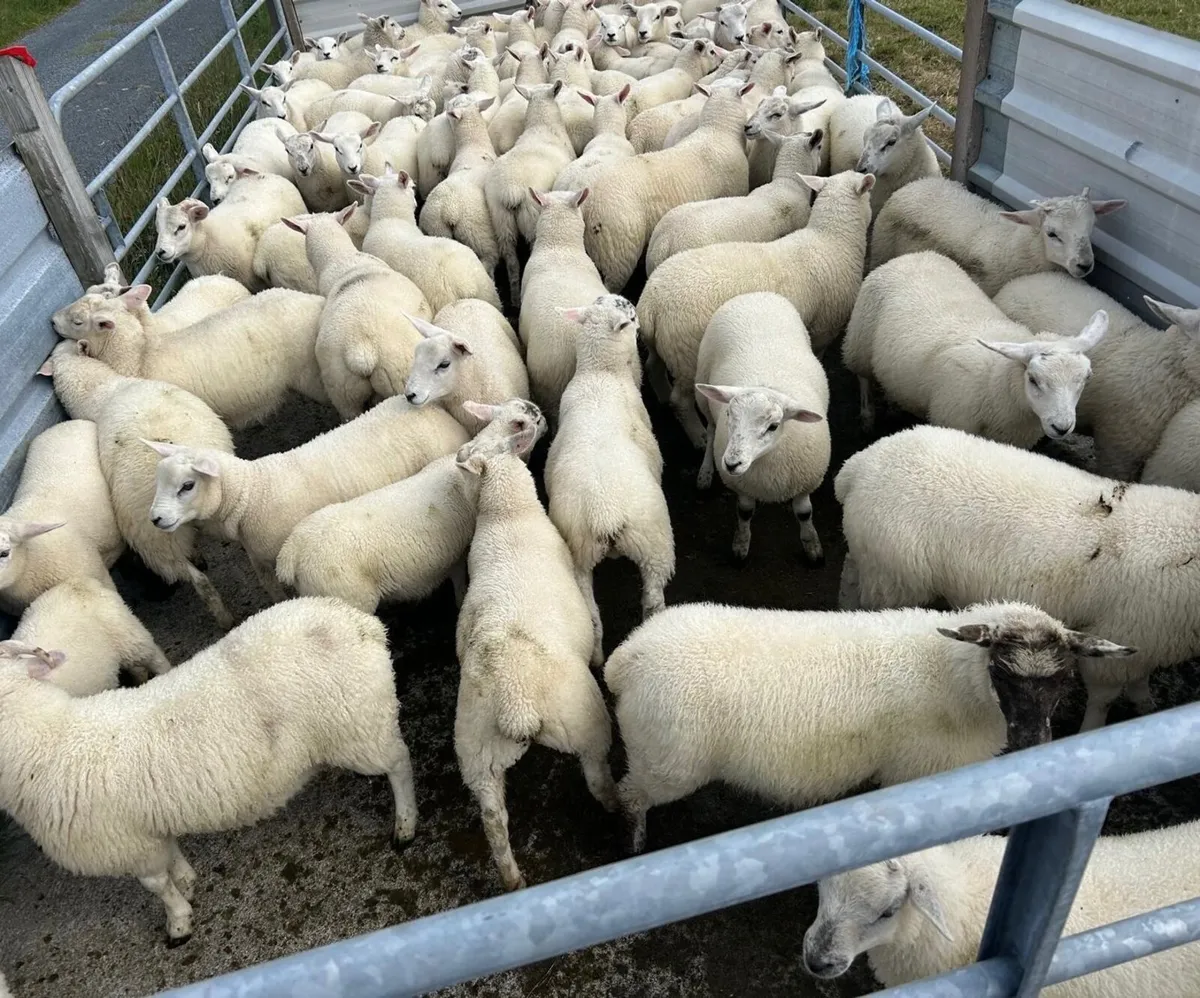 60 lambs for sale - Image 3