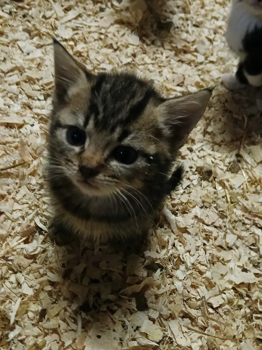 Kittens for sale - Image 2