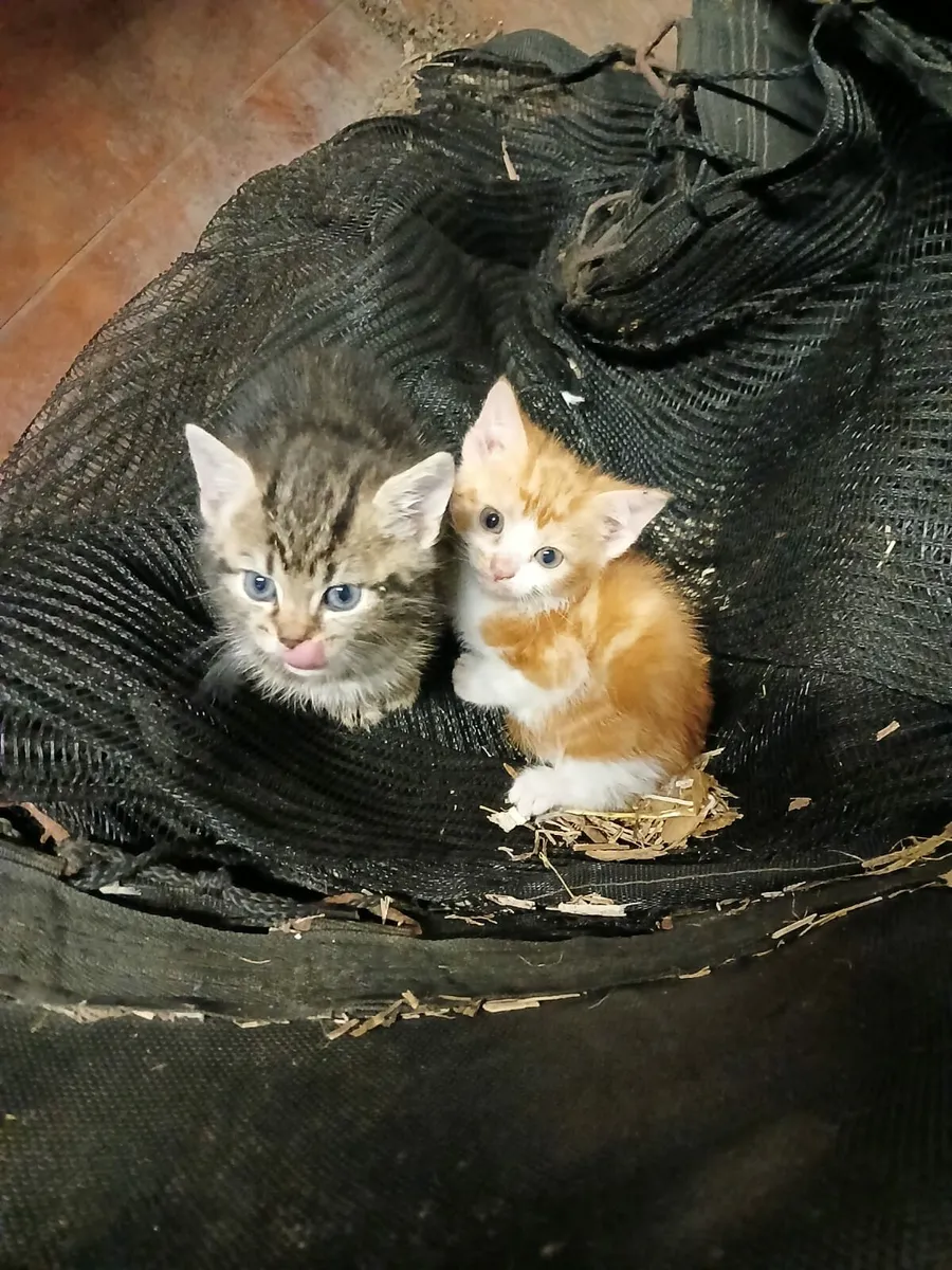 Kittens for sale - Image 1