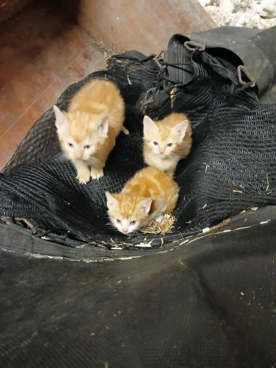 Kittens for sale - Image 3