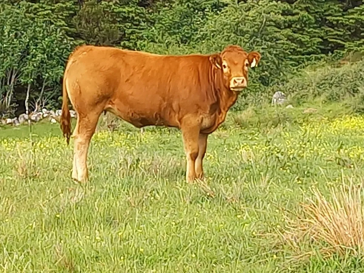 Limousine heifer