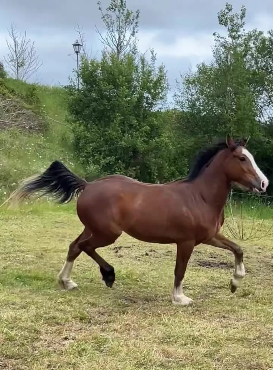 3 year old broken gelding - Image 1