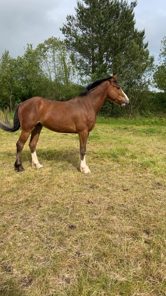 3 year old broken gelding - Image 2