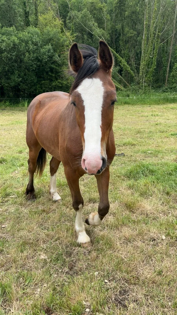 3 year old broken gelding - Image 3