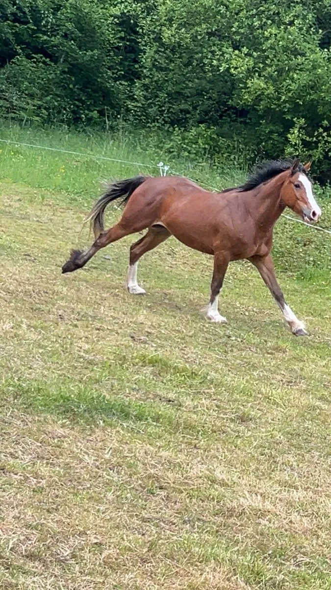 3 year old broken gelding - Image 4