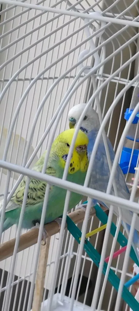 Pair of budgies - Image 1