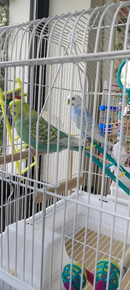 Pair of budgies - Image 2