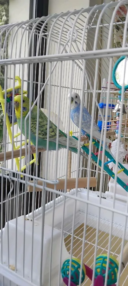 Pair of budgies - Image 3
