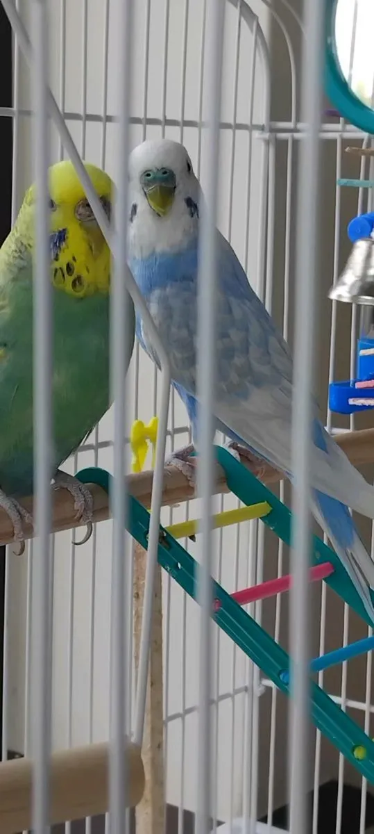 Pair of budgies - Image 4