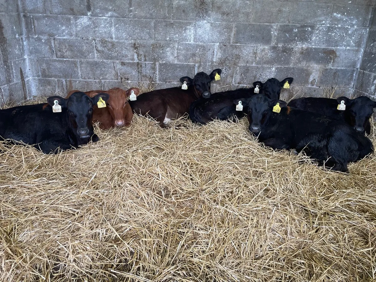 Super AA Heifer Runners - Image 1