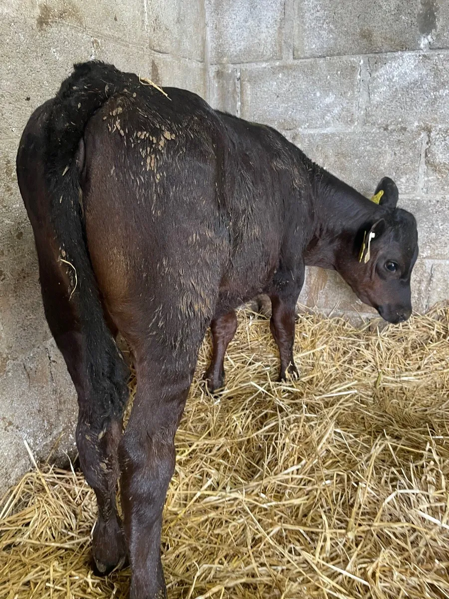 Super AA Heifer Runners - Image 2