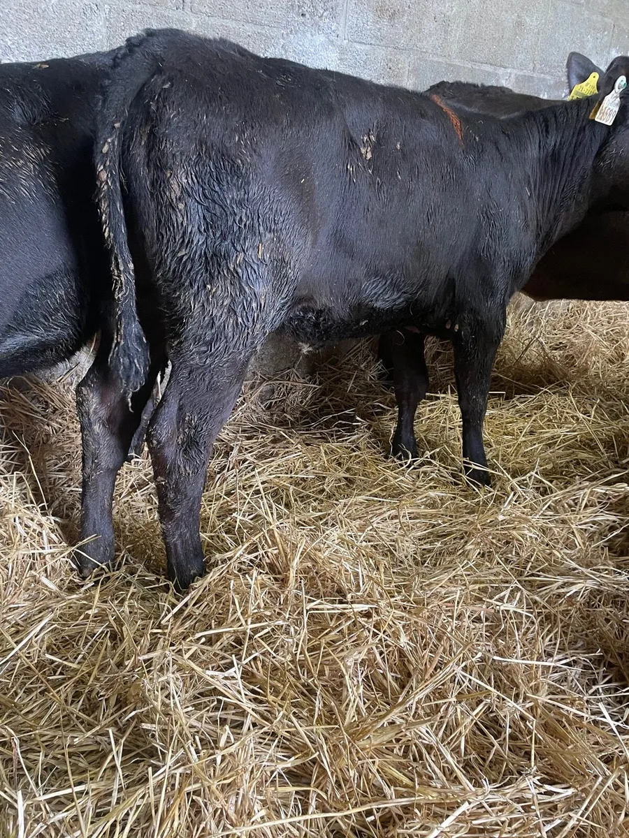 Super AA Heifer Runners - Image 3