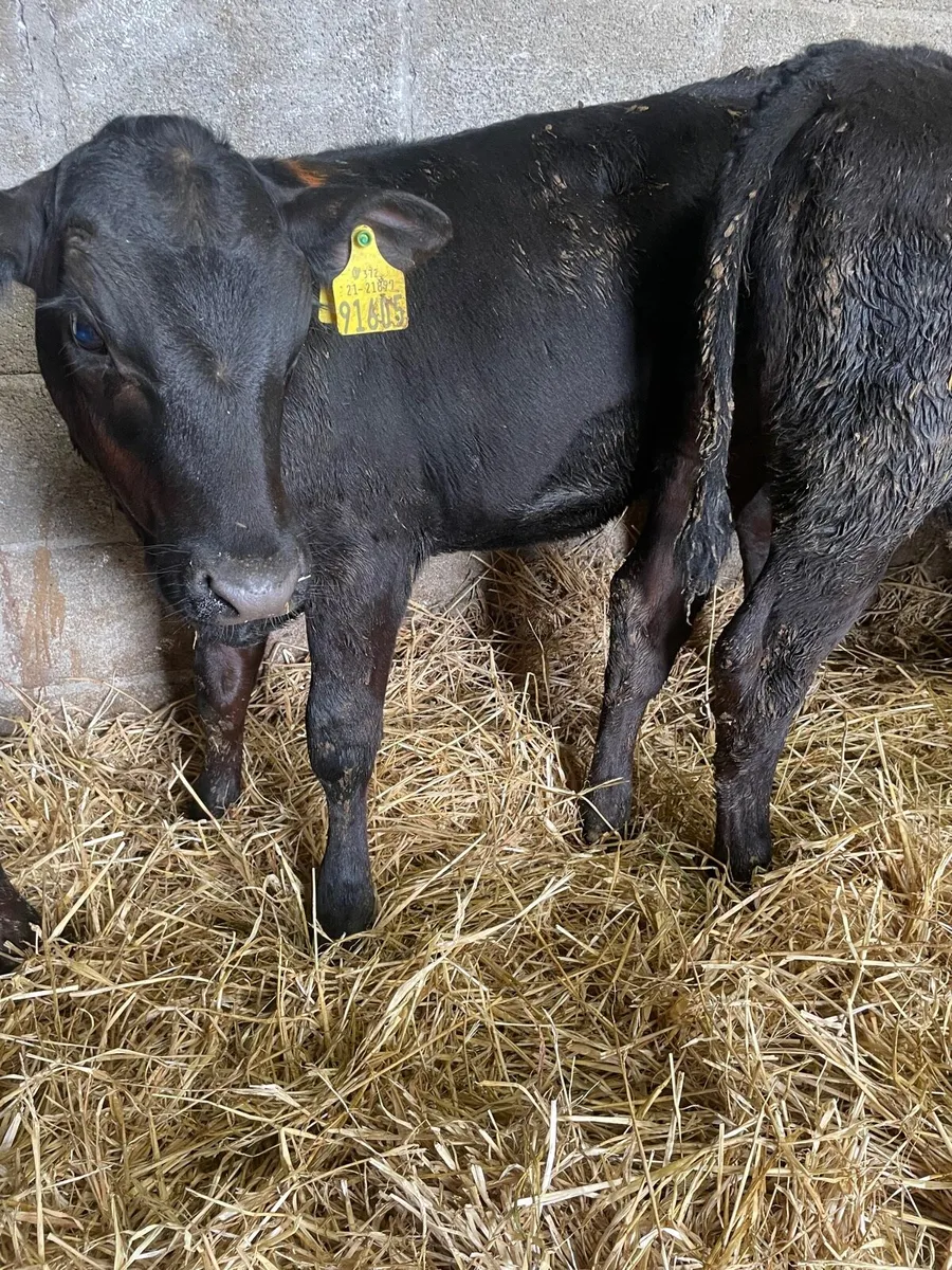 Super AA Heifer Runners - Image 4