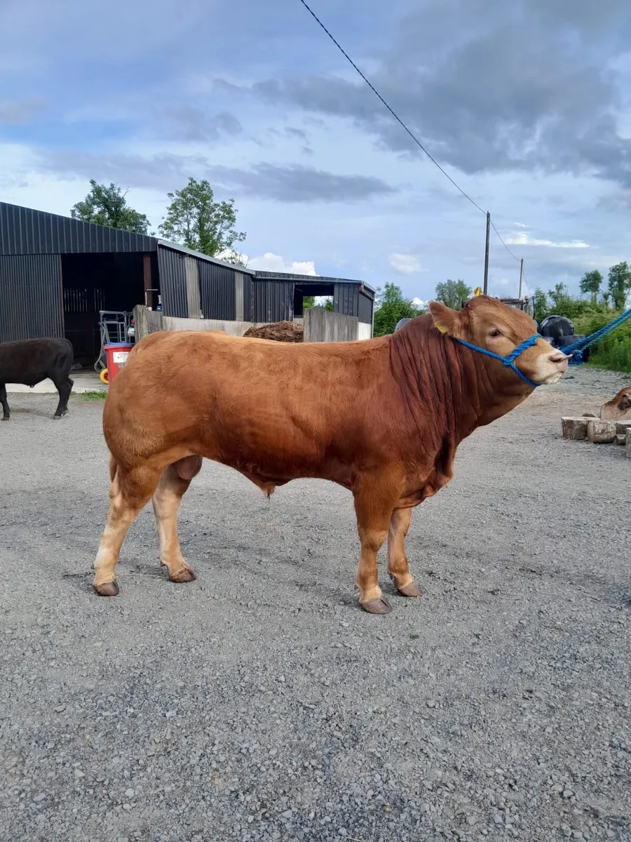 Limousine and Angus bull - Image 1
